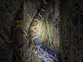 Florida python hunter Carl Jackson wrestles a 202-pound Burmese python in the Everglades