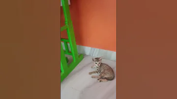Our New Cat Koko 