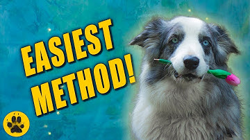 How To Teach Dog To Hold Something in Mouth