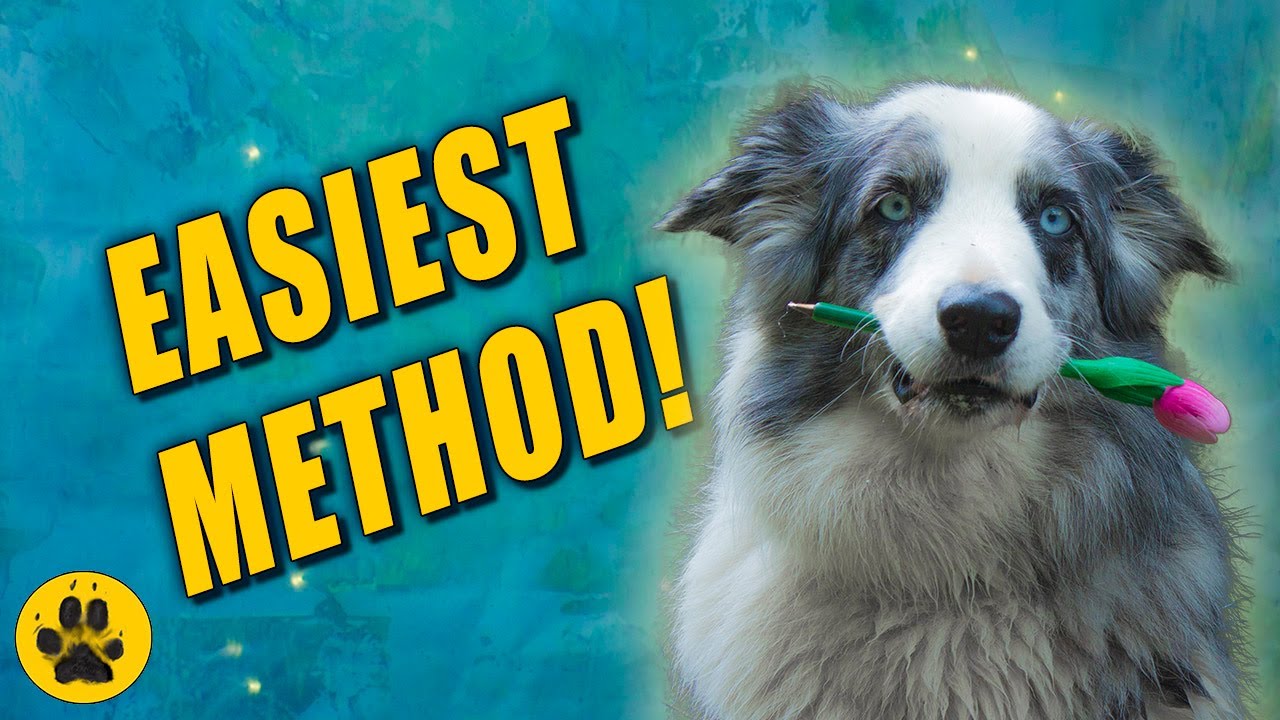 How To Teach Dog To Hold Something in Mouth - YouTube