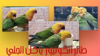 طائر الكونيور يأكل الجلي..Conures eat jelly