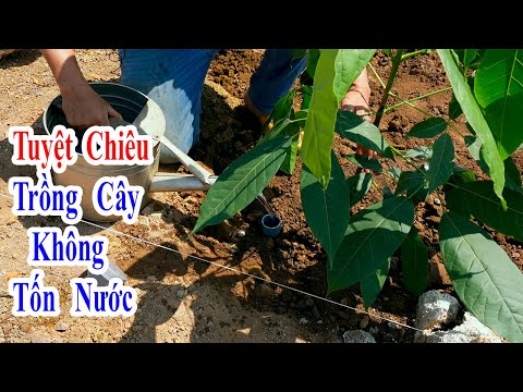 Video: Cây chịu hạn cho vùng: Trồng cây ở vùng khô cằn 8 Vùng