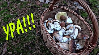 Наконец-то набрал белых грибов!