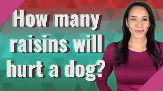 How many raisins will hurt a dog?