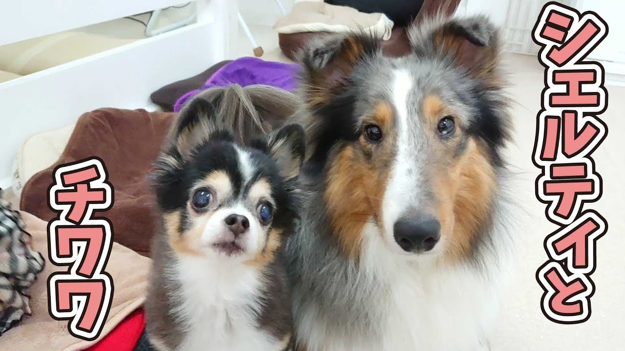 大きさ違いすぎるシェルティとチワワ ひみつきちなう 19年6月29日 Youtube