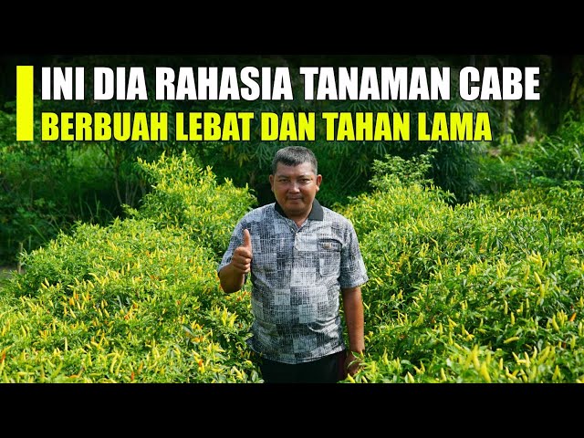 Cukup Pakai Cara ini !! Tanaman Cabe Rawit Pasti Berbuah Lebat class=