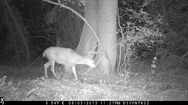 Pretty Nice Mule Deer Caught on a Browning Recon Force BTC-2 Trail Camera