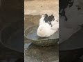 Beautiful pigeon’s| fancy pigeons | high flyers pigeons | birds bathing #birds #nature #shorts