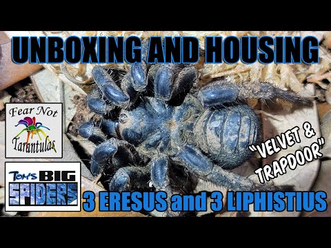 Spider Unboxing Featuring 3 Eresus and 3 Liphistius species