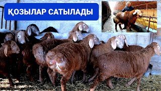 ГИССАР-АРАШАН 💥 СИМБАНЫҢ ҚОЗЫЛАР САТЫЛАДЫ / +7 778 829 48 88 / САНЫНАН САПАҒА 👍👍👍