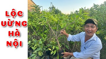 Cây Lộc vừng Hà Nội hoa đỏ  | 0386569374 - Ngọc Ngân Bến Tre | Chuyên cây độc lạ