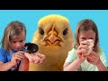 Let&#39;s Draw a Chicken Together | Drawing Challenge fro kids | Play with Chicks