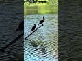 Found two cormorants!
