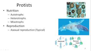 Eukaryotes and Protista