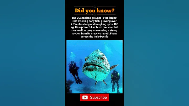 World’s Largest Reef Fish? 😳 Queensland Grouper Will Shock You! #shorts #shortsviral