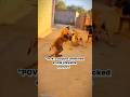 Pure Chaos with These Three! 😂 #Shorts #funnyanimals #Wholesome #Chaos