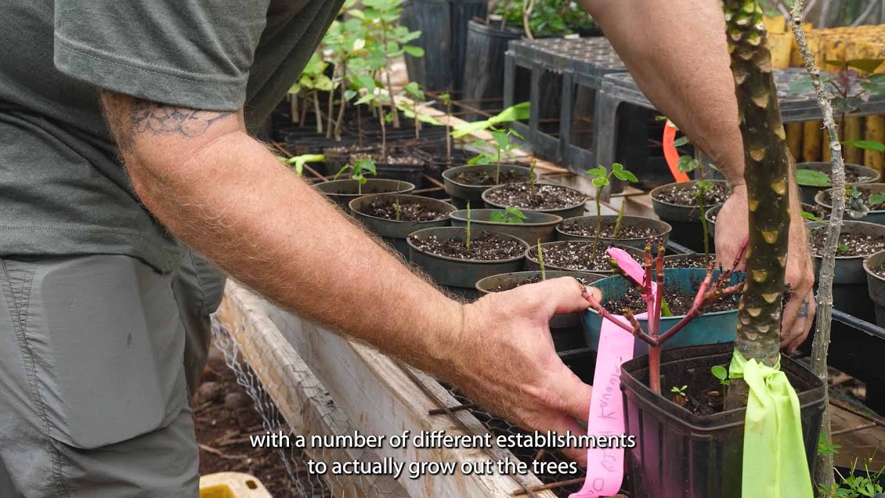 Recovery and removal of trees in the Lahaina burn zone