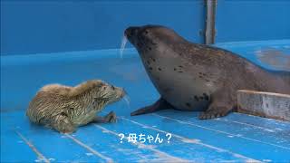 【アザラシ】素敵なお母さん伊勢シーパラダイス水族館