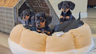 WATCH THESE CUTE DACHSHUND PUPPIES REACT TO THEIR NEW TOY!