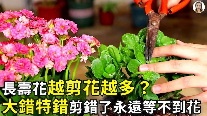 長壽花修剪越剪花越多？大錯特錯，剪錯了不但看不到一朵花，搞不好會被你剪死|花花世界 - 天天要聞