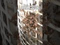 自らの命を犠牲に!寿命が減るニホンミツバチの必殺技「熱殺蜂球」。私は京都の週末養蜂家! #Shorts