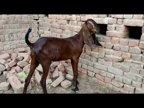 Download HUSNAIN HAIDER goat farm