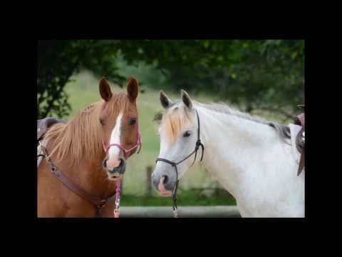 - Sonidos caballos