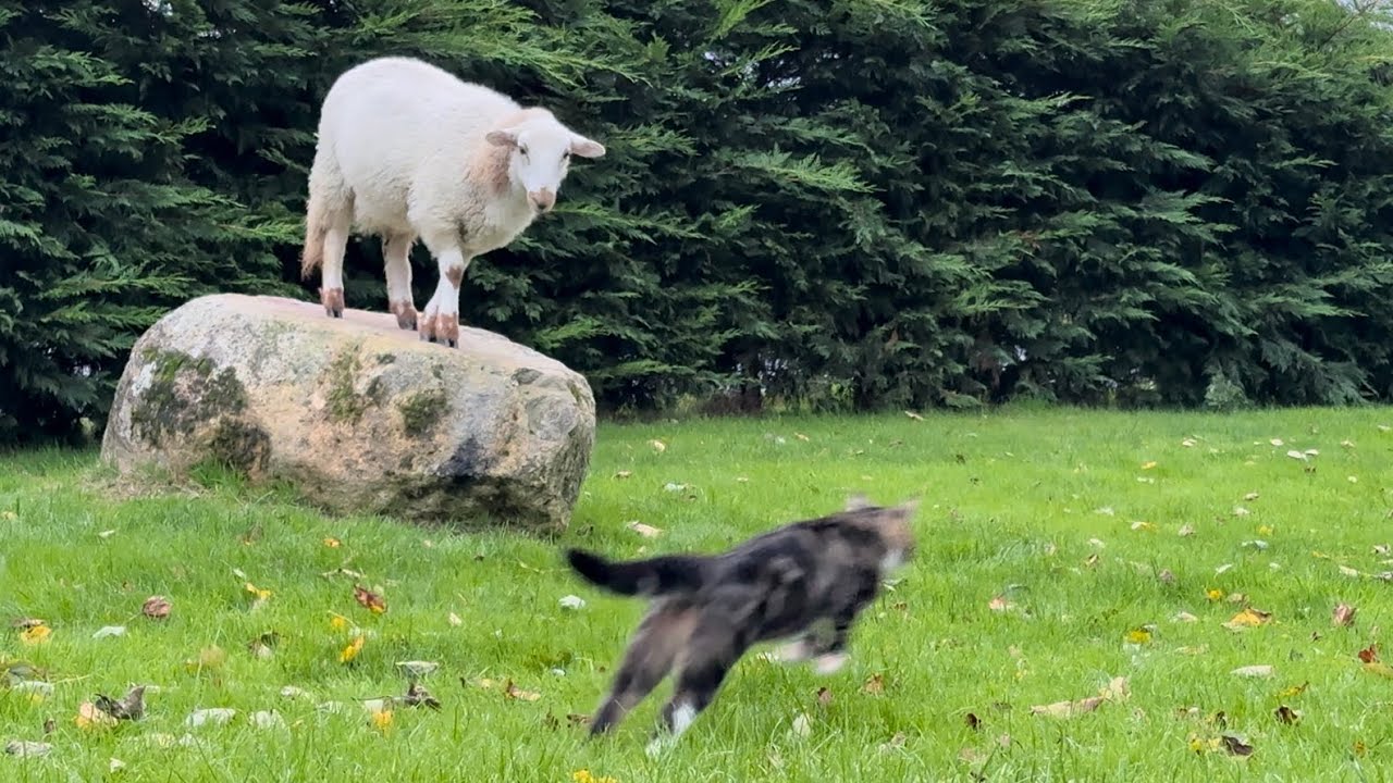 The Cat The Lamb And The Rock Part 2