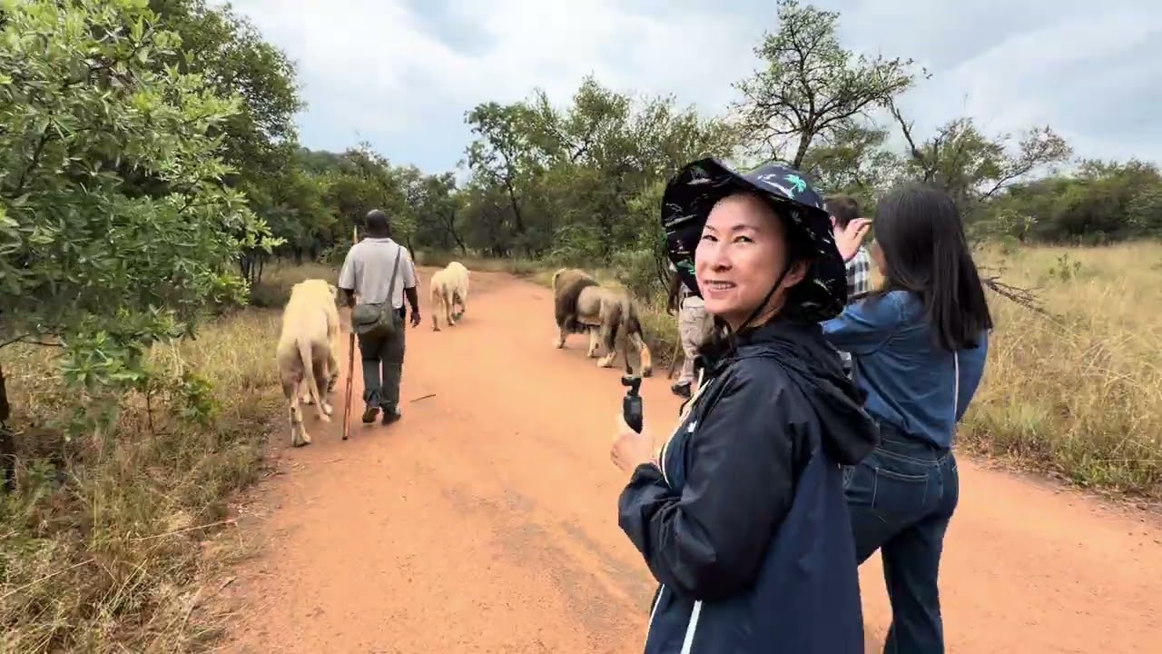 2026/02/13 在UKUTULA Lodge & Game Reserve與獅子一起散步