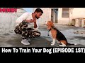 Beagle Dog Training Series - Episode 1st || All Dog Training Basics Tips & Tricks