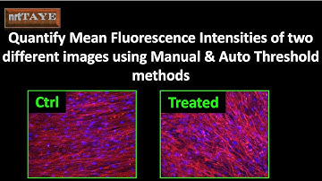 Quantify Mean Fluorescence Intensities of two different images using Manual & Auto Threshold methods