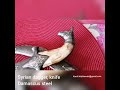 Nóż Syryjski خنجر سوري Syrian Dagger Damascus Steel Wootz Steel 