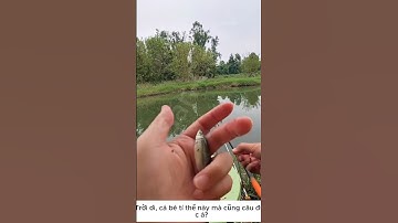 Câu cá tự nhiên có gì #fishing #caucathugian #cauca #cuoccauca #câucá #fish