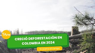 Creció deforestación en Colombia en 2024 - TvAgro por Juan Gonzalo Angel Restrepo by TvAgro 437 views 2 days ago 3 minutes, 59 seconds