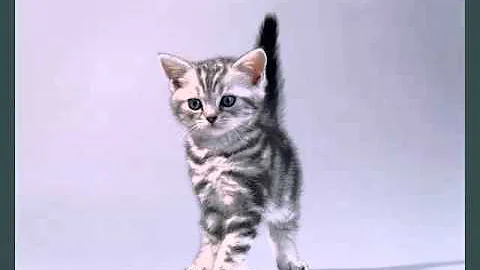 Video 181: american shorthair black, domestic cat breed