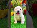New trending status !! cute dog status 🥀!! WhatsApp status !!#whatsappstatus#cutedog #dogstatus#dog