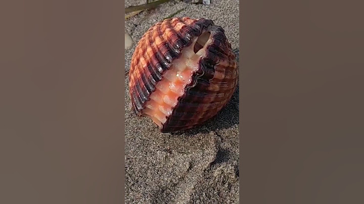 Como se desplazan las almejas por tierra