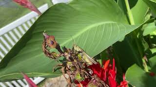 Throwback Thursday: Large Green Grasshopper Climbs Up Canna Lilies  9/2/2023