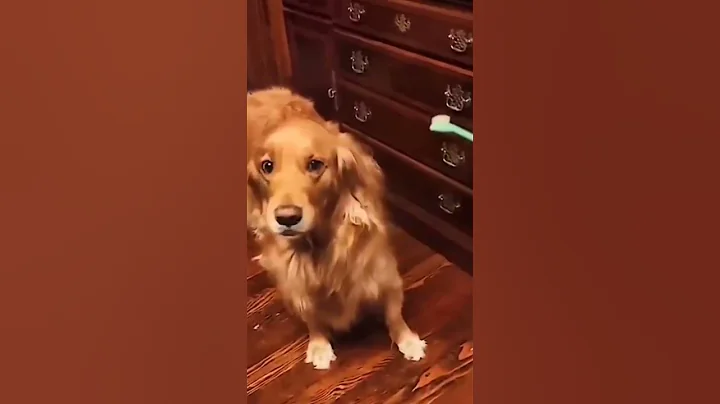 Video 3621971: cat dog reaction, funny cat dog reaction, cat reaction funny animal, dog fight