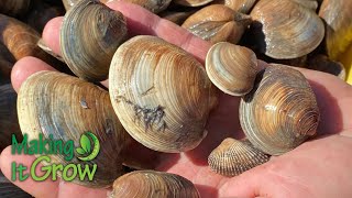 Sustainable Clam & Oyster Harvesting Off The Coast Of South Carolina