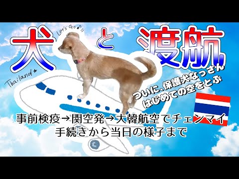 【犬と海外、タイへ】手続きから入国までの様子。保護犬なっさん、ついに空を飛ぶのまき。関空から、ペットとタイチェンマイへ hqdefault