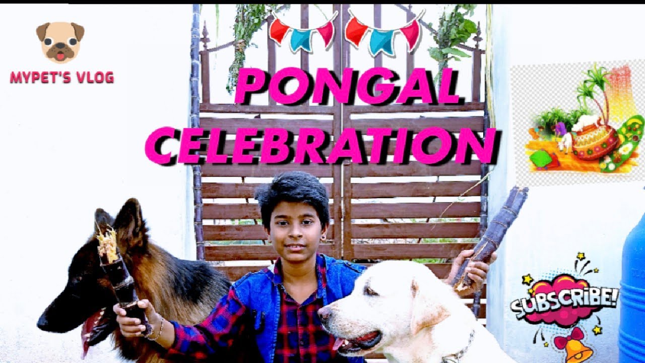 Pongal Celebration with my PET'S gsd & lab - More Fun loaded