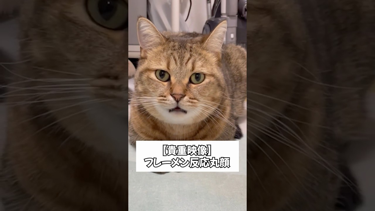 空いた口が塞がらない猫が面白すぎるww
