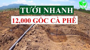 Thiết kế hệ thống béc tưới 12 000 gốc cà phê thế nào hiệu quả | Vnplant