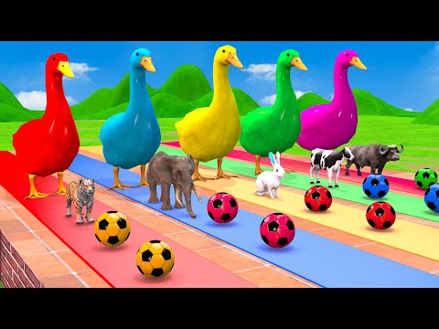 5 Giant Duck Guess The Right Ball With Lion Cow Elephant T Rex Gorilla Animal Paint Funny Game