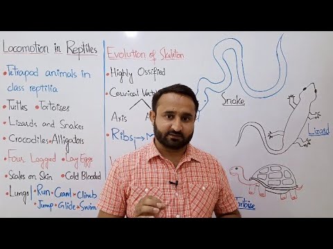 Ch 16 Lec 27 Locomotion in Reptiles, Class 12 Biology