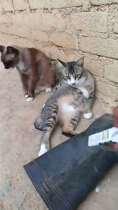 https://youtube.com/shorts/GyWXMLEADA4?si=ddQW2d_6UfM-HTzh #africa