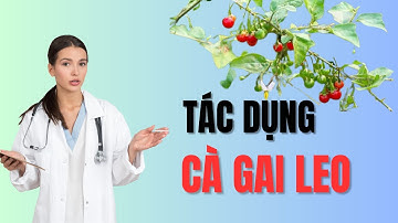 Cà gai leo liều thuốc vàng thanh lọc gan hiệu quả