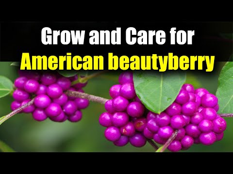 تصویری: اطلاعات درختچه Beautyberry - نکاتی برای رشد Beautyberries آمریکایی