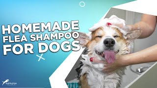 Homemade Flea Shampoo for Dogs: 3 Easy Recipes